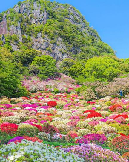 有數十萬花草樹木的禦船山樂園...