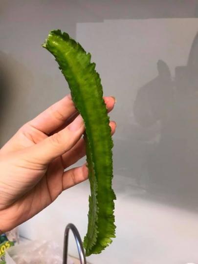 在全聯發現「長翅膀的菜」...