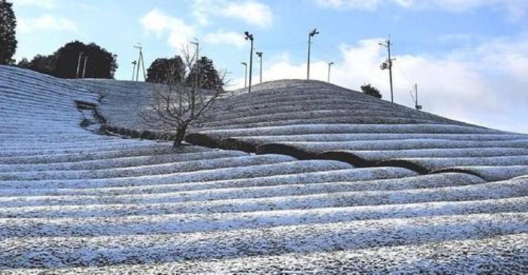 純白色的茶園也太浪漫～～好像冰雪奇緣...