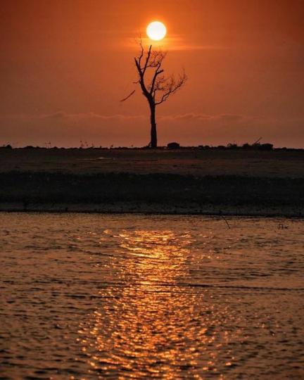 黃昏時分，像是樹枝捧著夕陽那樣浪漫...