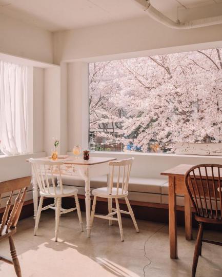 在超美咖啡廳裡欣賞粉嫩櫻花...
