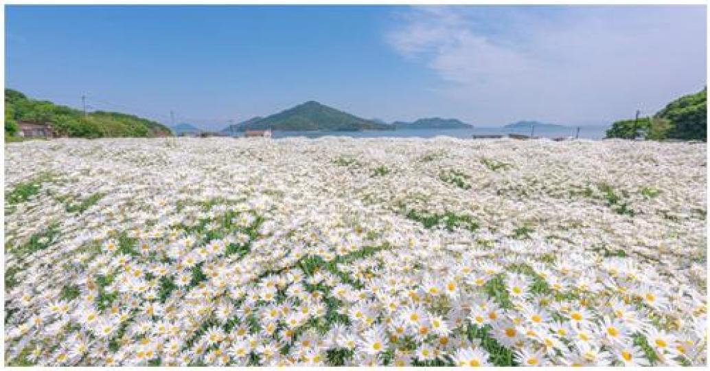 整片花海不管怎麼拍都好壯觀...