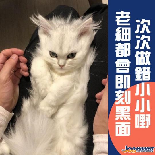 老細一黑面，打工仔仲點夠膽出聲...
