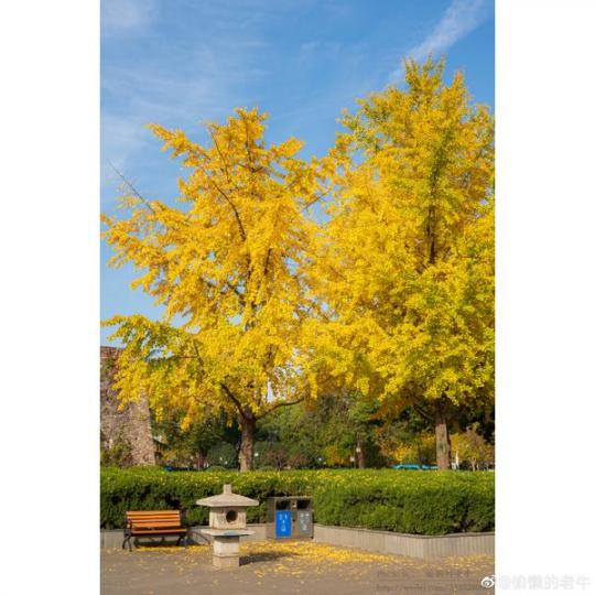 沐浴深秋的暖陽 徜徉於漢中門的“金色海洋...