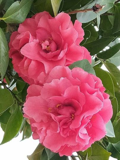 山茶花山茶花.......