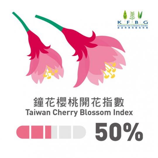 鐘花櫻桃開花指數 50%...