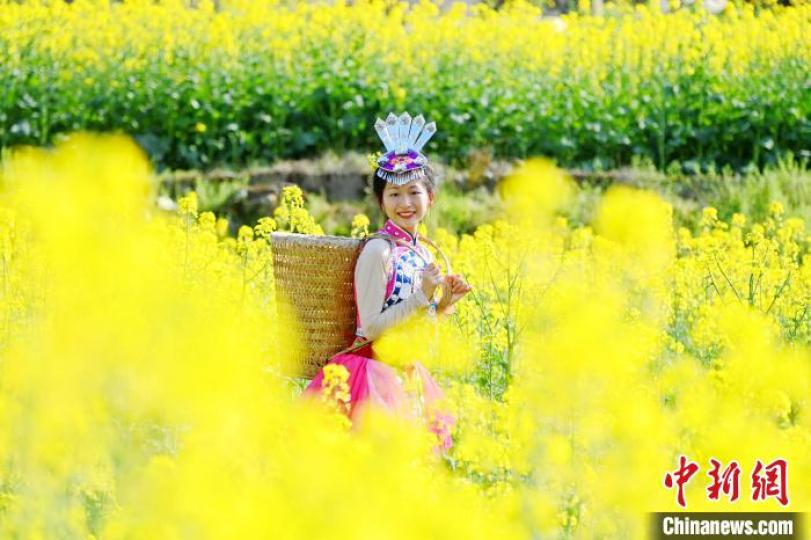 重慶酉陽油菜花競相綻放引客來...