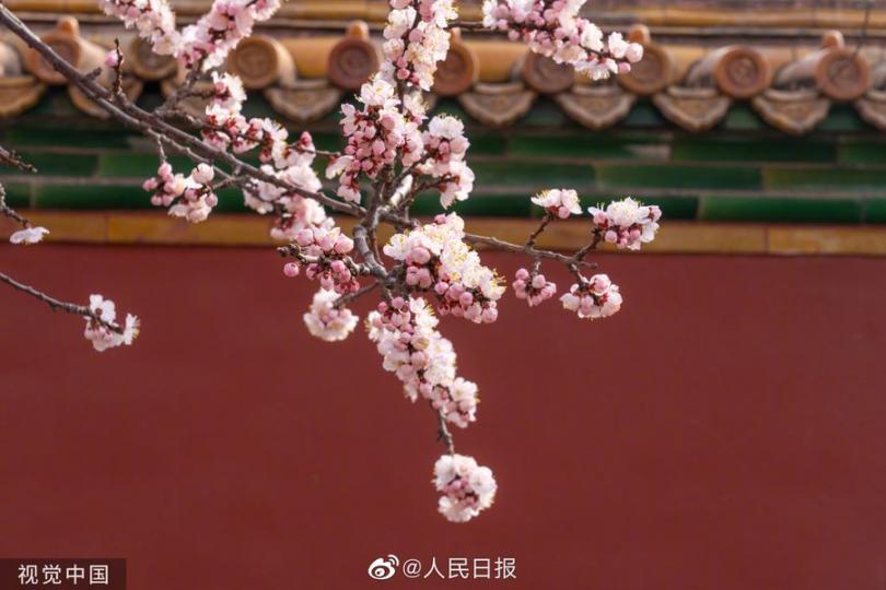 故宮壽康宮、神武門杏花盛開...