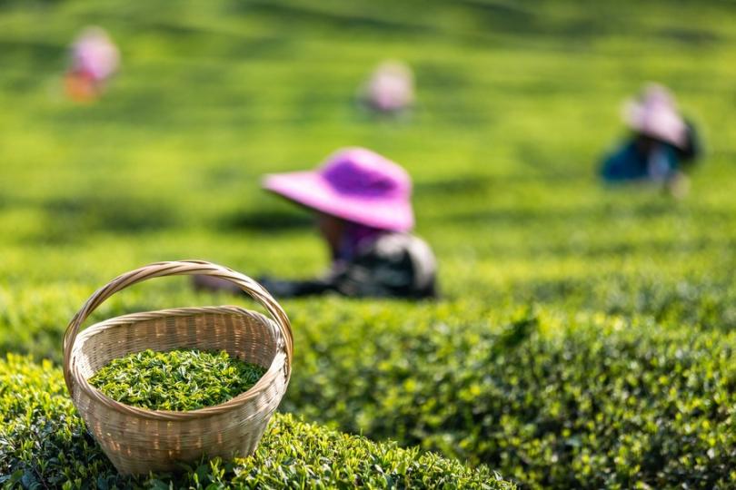 清明临近，茶农们抓住有利时机上山采摘明前茶...