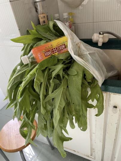 收成了一些有機農作物.......