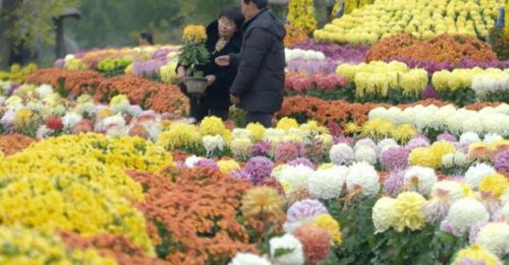 Chrysanthemum memories in the ancient city of Kaifeng.... Chrysanthemum memories in the ancient city of Kaifeng....