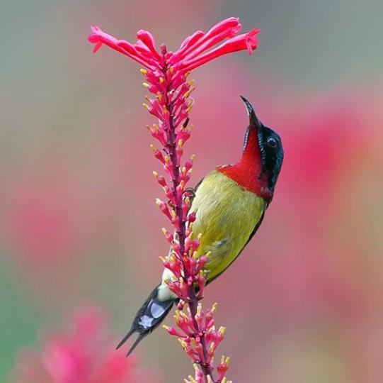 象牙花與叉尾太陽鳥。...