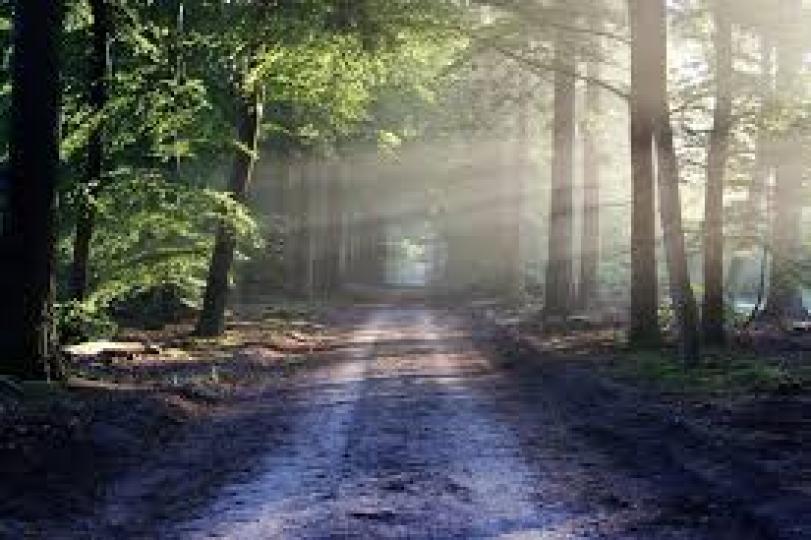 雨後陽光下小蛇在石頭上悠閒地曬太陽。在田野里，在叢林中，我們都會有快樂的體驗。...