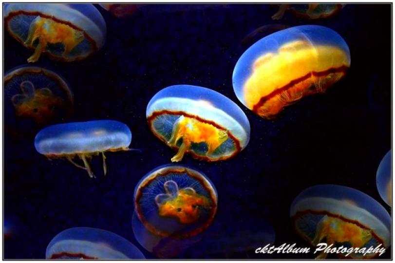 香港海洋公園的水母萬
花簡是全亞洲最大獨立
水母館,這個展館里有
超過1000隻來自世界各
地不同種類,不同顔色，
不同形狀,不同大小的
水母,這里就象一個水
底花園,讓人觀賞水母
七彩花般盛放的優美...