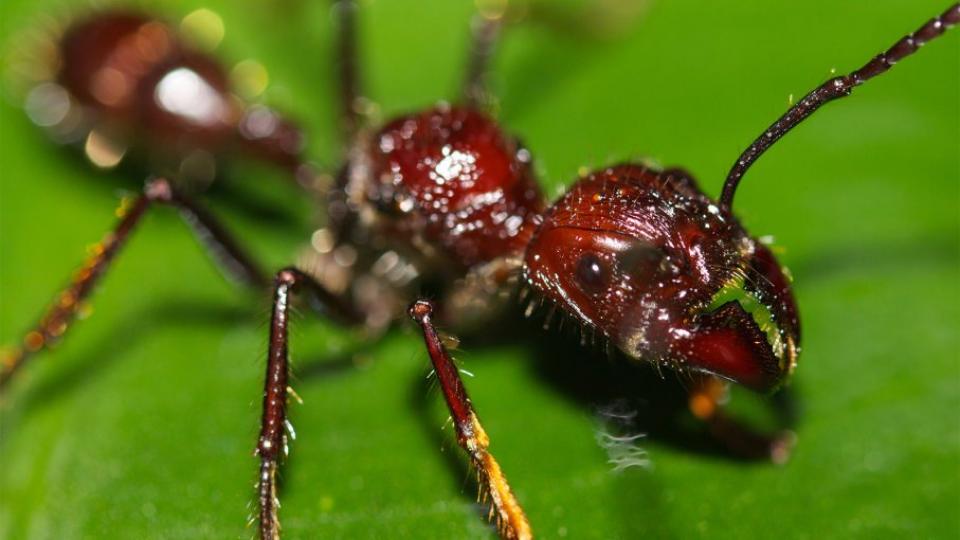 它名叫子彈蟻,是世界最
大螞蟻之一,其尾刺是致
命武器,被刺一下,就象
被子彈打到身上,令人
痛苦萬分,它是十大最
强毒性昆蟲之一...