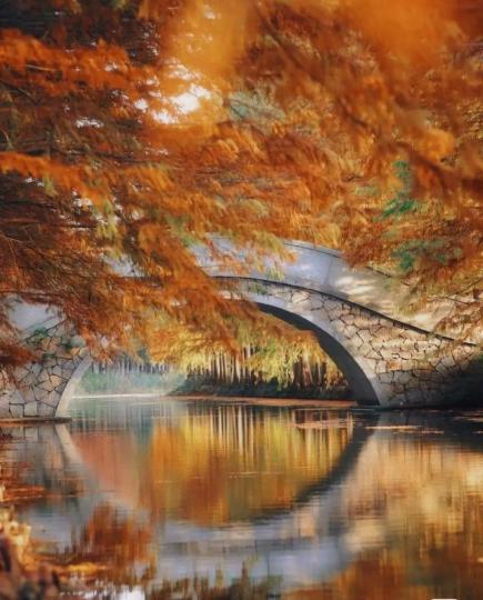 蘇州虎丘濕地公園---水杉長廊之秋...