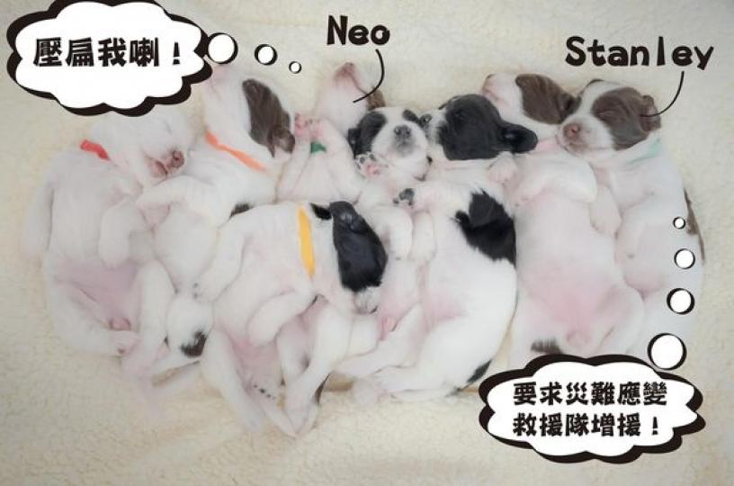 Neo同Stanley返咗嚟消防處...