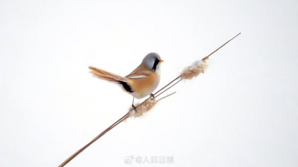 小鳥點綴了大雪節氣的氛圍感...