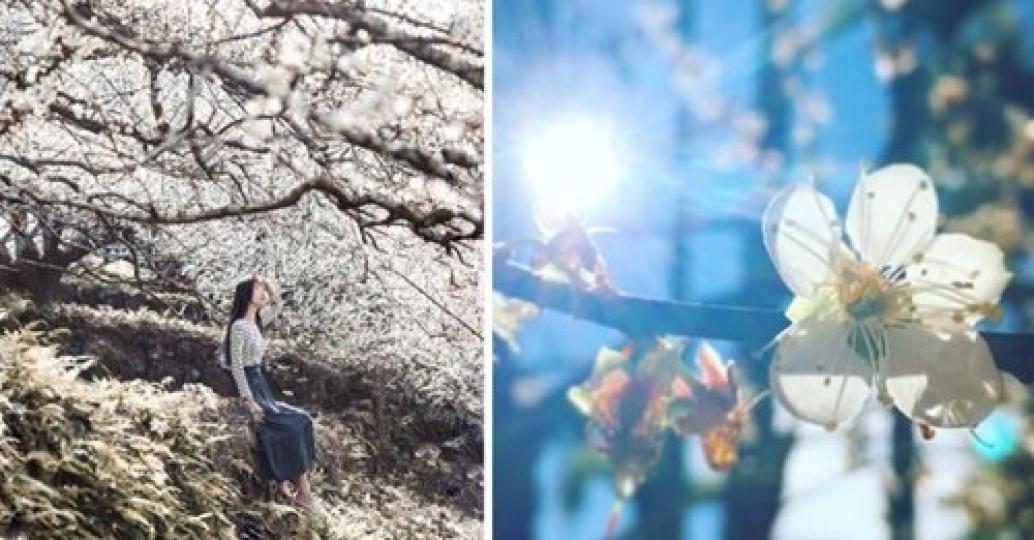 梅花的季節到來了～雪白花朵迎風落下，就像偶像劇場景...