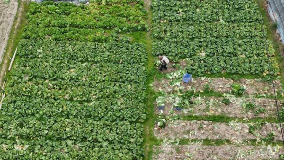 Farmers busy harvesting fresh vegetables...