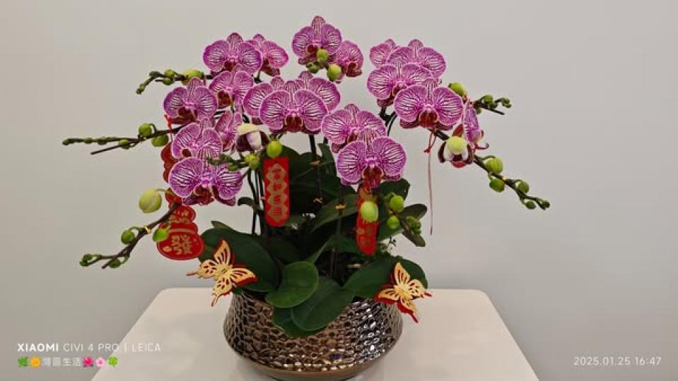 花市都很多年花睇..........