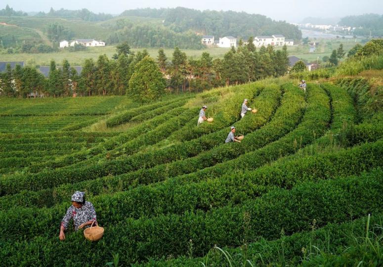 湖南金井茶園 胡金喜╱圖...