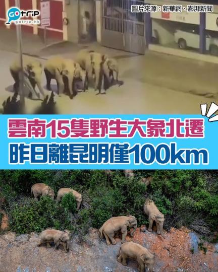 雲南有15隻野生大象開始逼近昆明!牠們原本生活在雲南西雙版納,去年年底開始向北遷移,上個月到玉溪市覓食,後來到峨山縣走到馬路行走,接近民居。... 雲南有15隻野生大象開始逼近昆明!牠們原本生活在雲南西雙版納,去年年底開始向北遷移,上個月到玉溪市覓食,後來到峨山縣走到馬路行走,接近民居。...