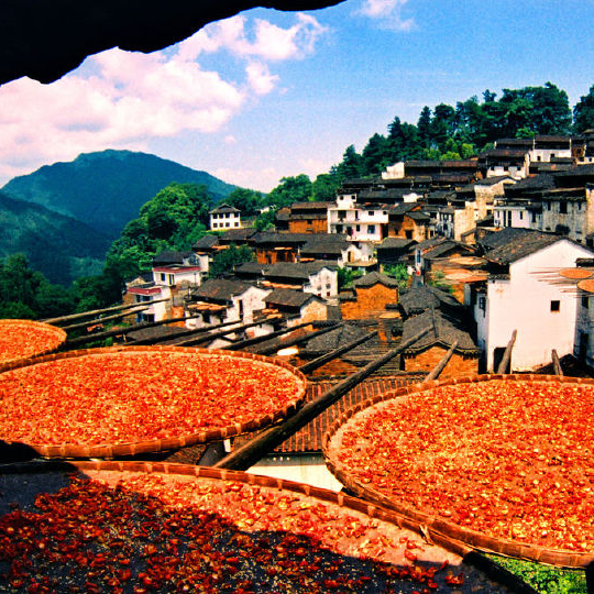 婺源篁嶺是婺源東線上一個典型的山居村落...