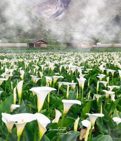 海芋季節又到囉～靜謐宛如仙境的花花世界根本天堂...