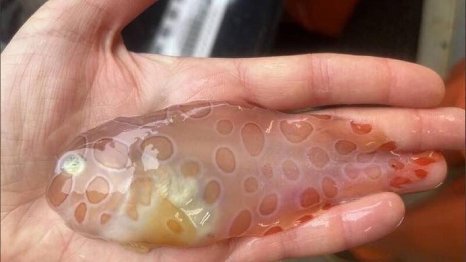 專家發現了外型超神秘的透明魚...