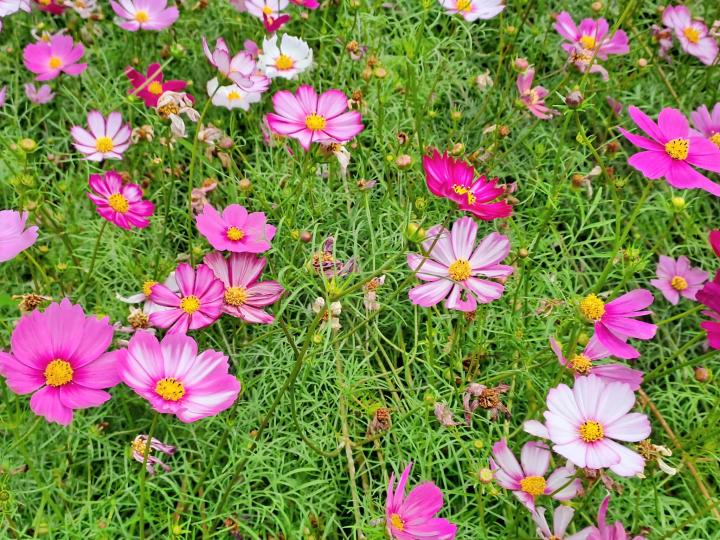 元朗 錦田鄉村俱樂部 波斯菊花海/水尾村...