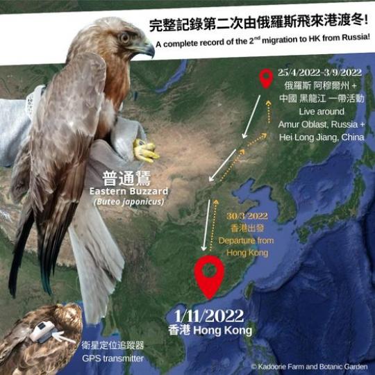 追蹤器記錄到康復普通鵟   第二次從俄羅斯飛來香港...