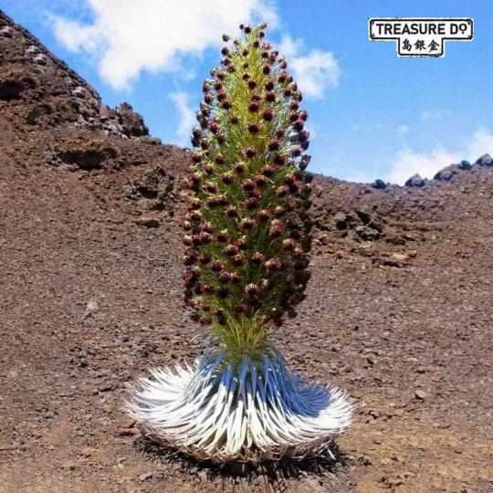 這種花名為「耐心之花」...