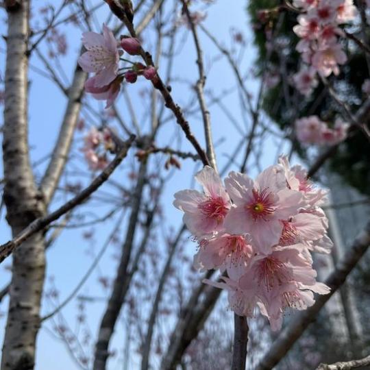 賞櫻記
🌸 更多靚相...