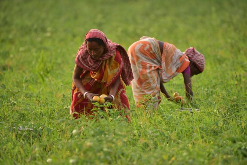 farmers in Nagaon district of India's northeastern state of Assam readily reap a harvest of tomatoes... farmers in Nagaon district of India's northeastern state of Assam readily reap a harvest of tomatoes...
