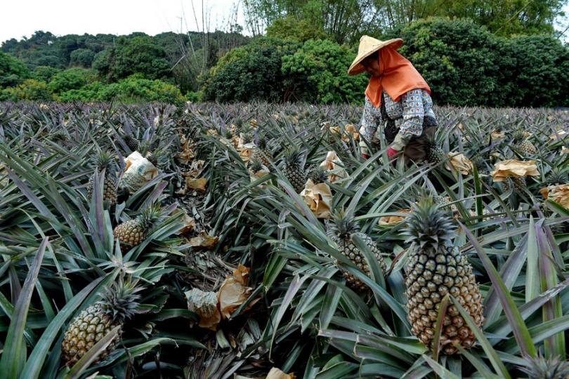 The Chinese mainland is willing to offer more support for the entry of agricultural and aquatic prod... The Chinese mainland is willing to offer more support for the entry of agricultural and aquatic prod...