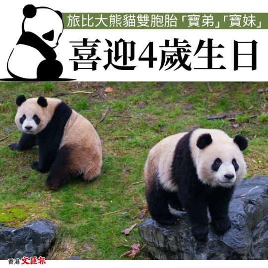 旅比大熊貓雙胞胎「寶弟」「寶妹」喜迎4歲生日...