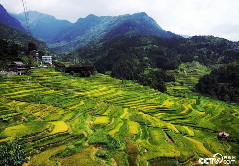 廣西柳州：特色有機水稻喜豐收...