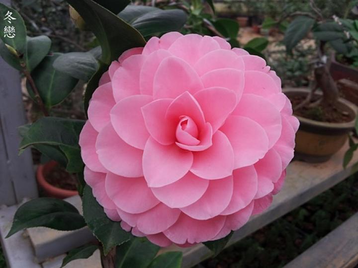 老友記早晨,願生活如
花朵般美好...