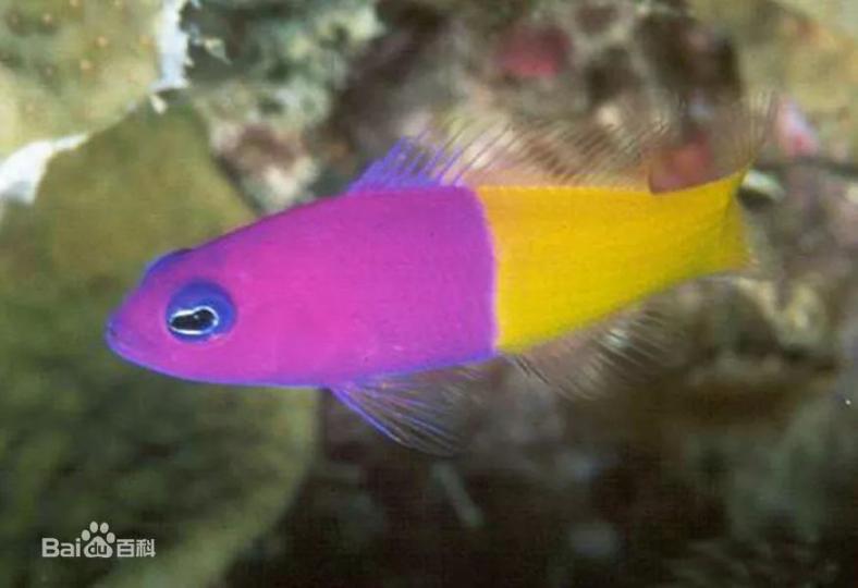 雙色草莓魚.也叫紫天堂
魚.大多出現在太平洋東
部.印度洋珊瑚海域.鮮紫
鮮黃色的身體,深藍色雙
眼.色彩非常艷麗.有一定
觀賞價值。...