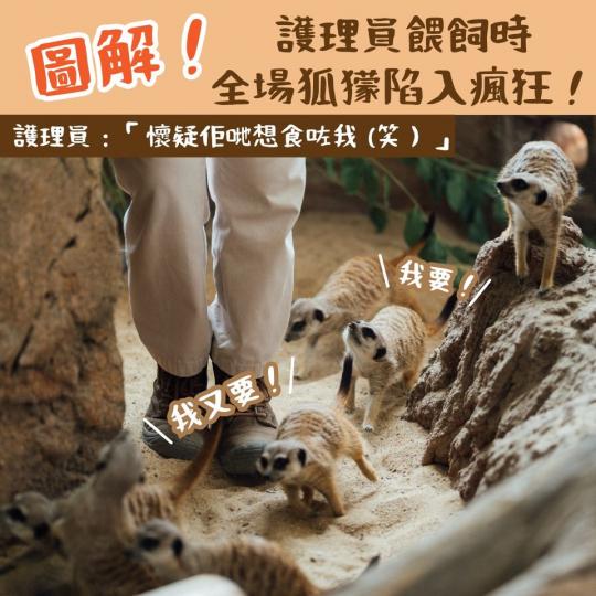 護理員餵飼時全場狐獴陷入瘋狂...