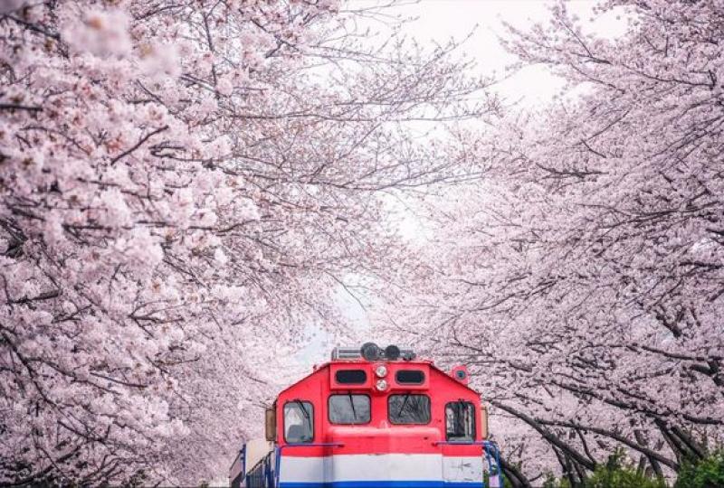 《鎮海 余佐川櫻花🌸大道》...