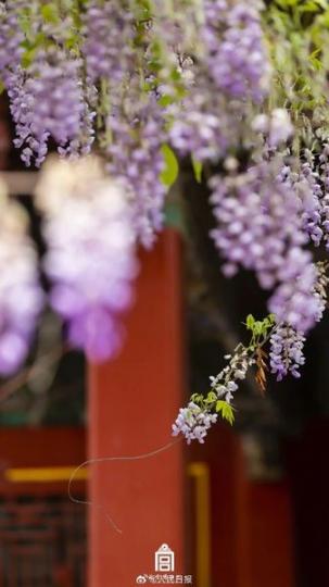 故宮春日繁花合集......