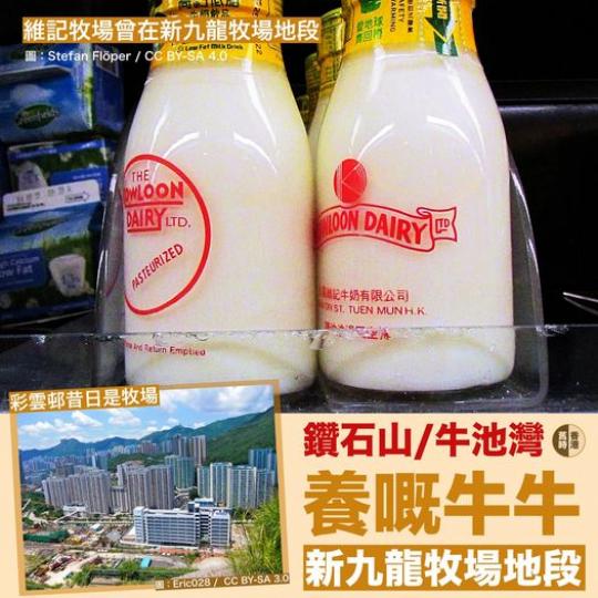 鑽石山/牛池灣養嘅牛牛.....