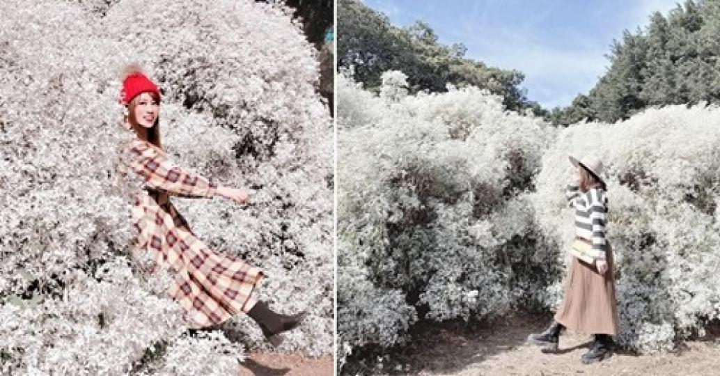 雪白純淨的花朵蔓延整個畫面...