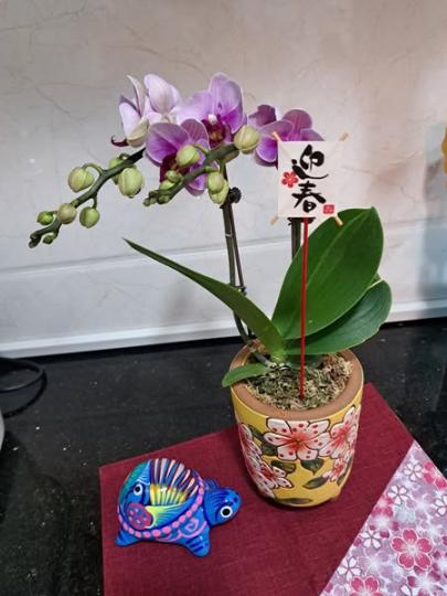 1盤小蘭花 $50，幾靚......