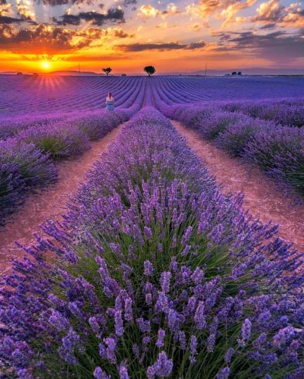 著名的普羅旺斯薰衣草田，紫色的花毯田野在日落時分顯得格外優雅，宛如替大地上色一般...