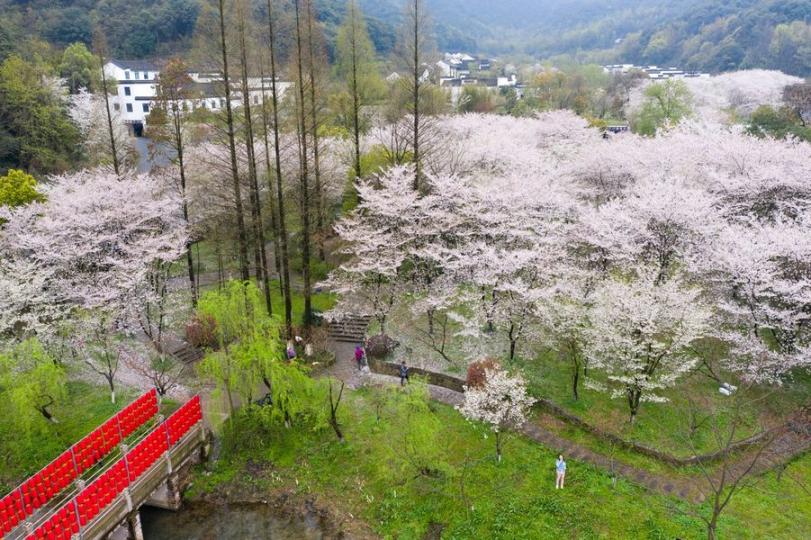 【宛委山櫻花】
位於浙江紹興越城區的宛委山擁有佔地近百畝的櫻花林,有櫻花樹4,000多株,是華東地區最大的櫻花林之一。每年到了櫻花盛開時節,漫山遍野的櫻花將山麓點綴得粉嫩嬌美。
張愷鑫╱圖... 【宛委山櫻花】
位於浙江紹興越城區的宛委山擁有佔地近百畝的櫻花林,有櫻花樹4,000多株,是華東地區最大的櫻花林之一。每年到了櫻花盛開時節,漫山遍野的櫻花將山麓點綴得粉嫩嬌美。
張愷鑫╱圖...