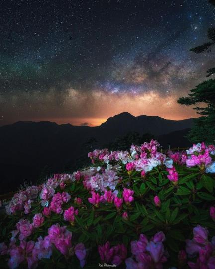 高山杜鵑開滿在合歡山的山頭...