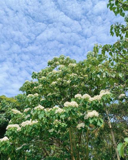 超夢幻「浪漫桐花秘境」宛如雪花飄落...